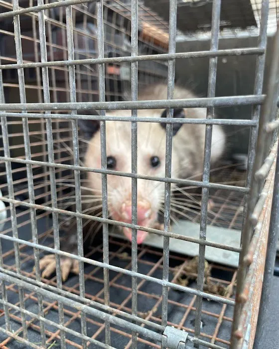 RAPID RESPONSE Wildlife Control Picture 3