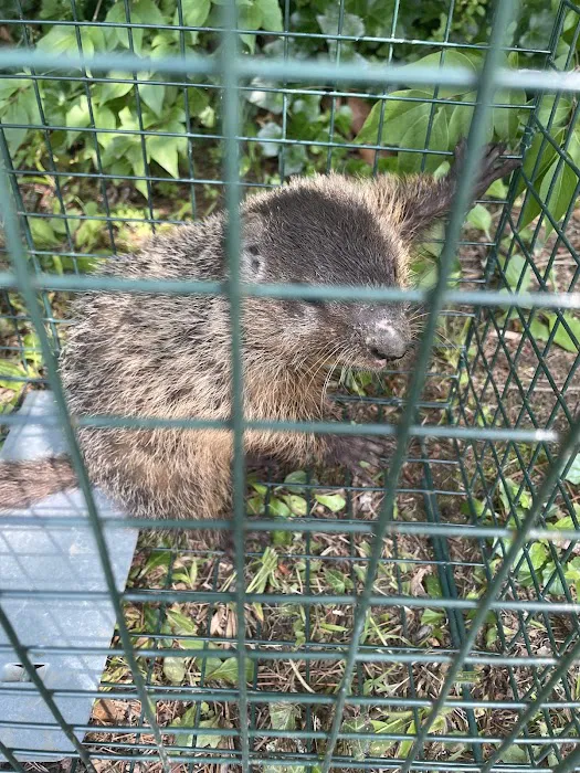 RAPID RESPONSE Wildlife Control Picture 2