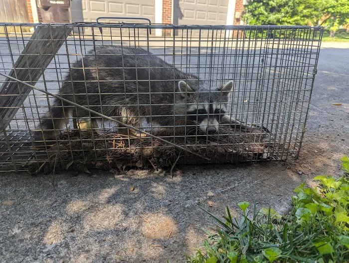 Pest Ops Pest Control Picture 9