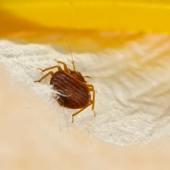 Otis Termite & Pest Control Service, Inc. Picture 8