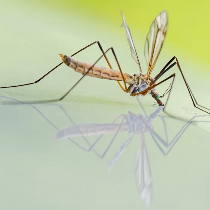Otis Termite & Pest Control Service, Inc. Picture 10