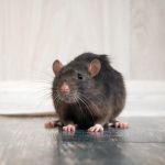 Otis Termite & Pest Control Service, Inc.