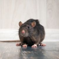 Otis Termite & Pest Control Service, Inc. ico