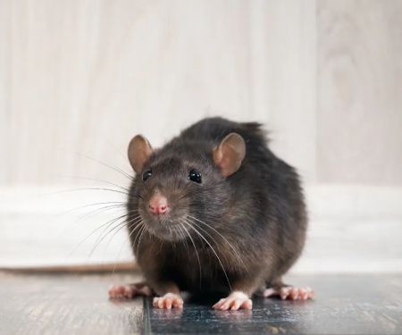 Otis Termite & Pest Control Service, Inc.