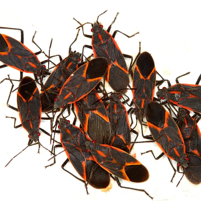Otis Termite & Pest Control Service, Inc. Picture 4