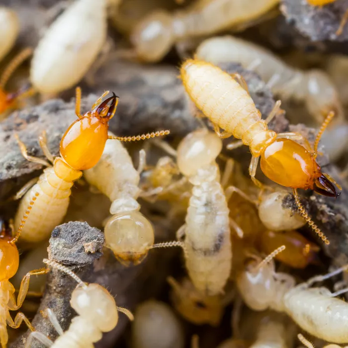 Otis Termite & Pest Control Service, Inc. Picture 3