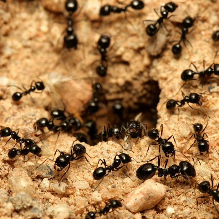 Otis Termite & Pest Control Service, Inc. Picture 2