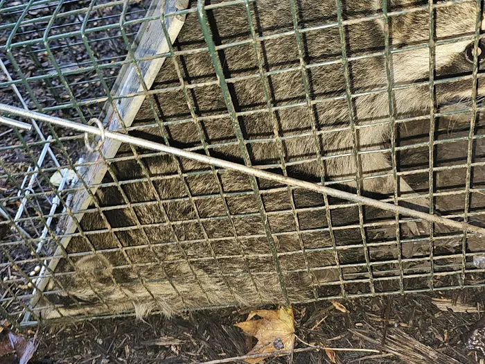 Valley River Wildlife Services LLC Picture 1