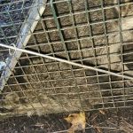 Valley River Wildlife Services LLC