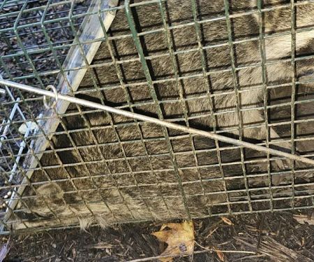 Valley River Wildlife Services LLC