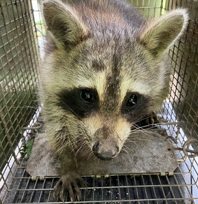 Valley River Wildlife Services LLC Picture 7
