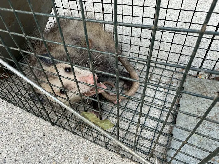 Nextgen Pest Solutions Picture 5
