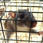 J Douglass Wildlife Handyman LLC