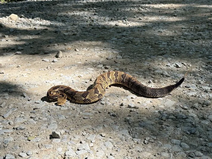 AWL Wildlife Removal & Management, Inc Picture 10