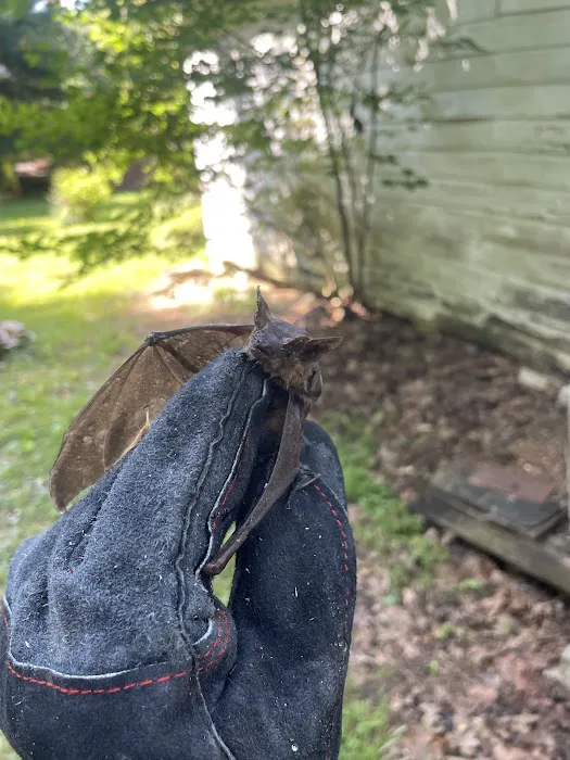 AWL Wildlife Removal & Management, Inc Picture 3
