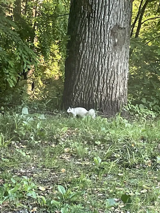 AWL Wildlife Removal & Management, Inc Picture 1
