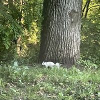 AWL Wildlife Removal & Management, Inc ico