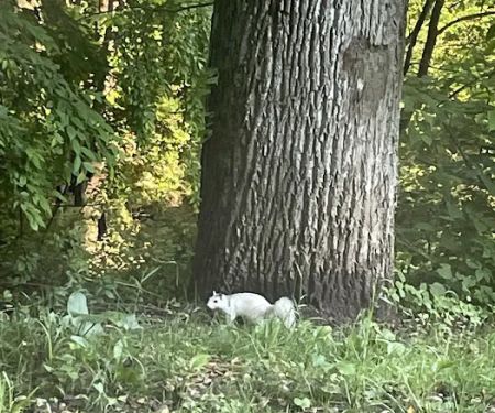 AWL Wildlife Removal & Management, Inc