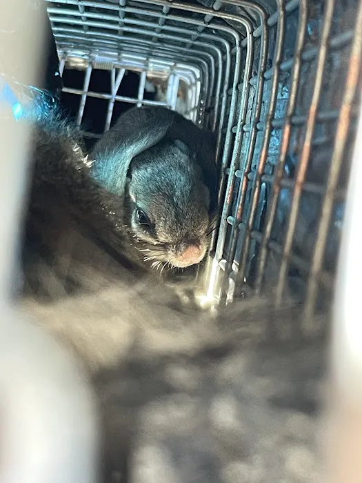 AWL Wildlife Removal & Management, Inc Picture 6