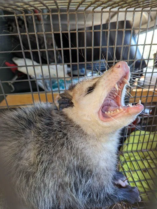 AWL Wildlife Removal & Management, Inc Picture 9