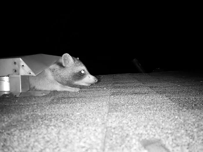 AWL Wildlife Removal & Management, Inc Picture 8