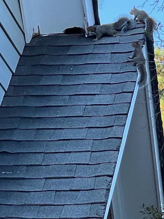 AWL Wildlife Removal & Management, Inc Picture 5