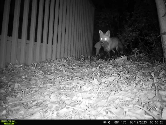AWL Wildlife Removal & Management, Inc Picture 7