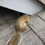 Jamison Wildlife Removal