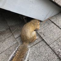Jamison Wildlife Removal ico