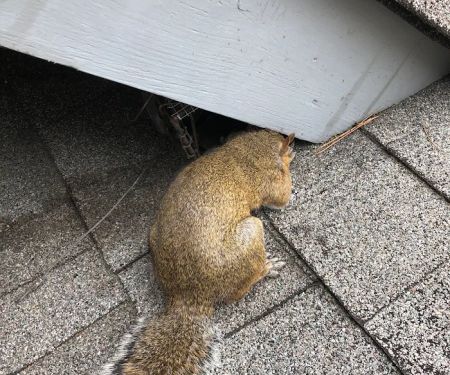 Jamison Wildlife Removal