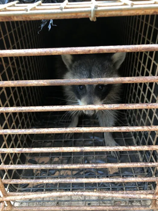 Jamison Wildlife Removal Picture 2