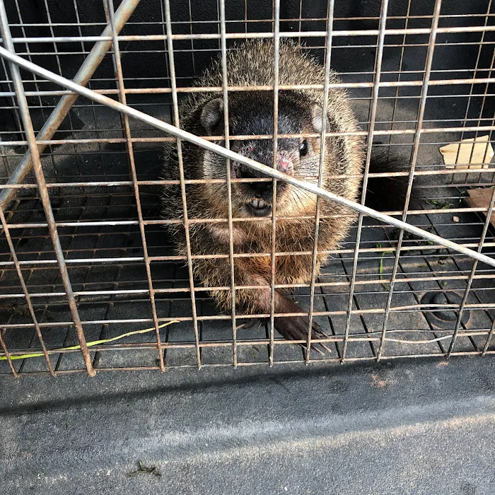 Jamison Wildlife Removal Picture 7