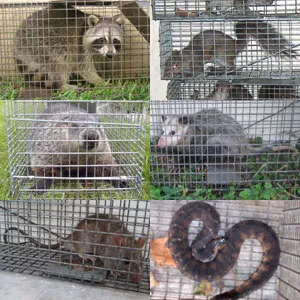 Jamison Wildlife Removal Picture 5