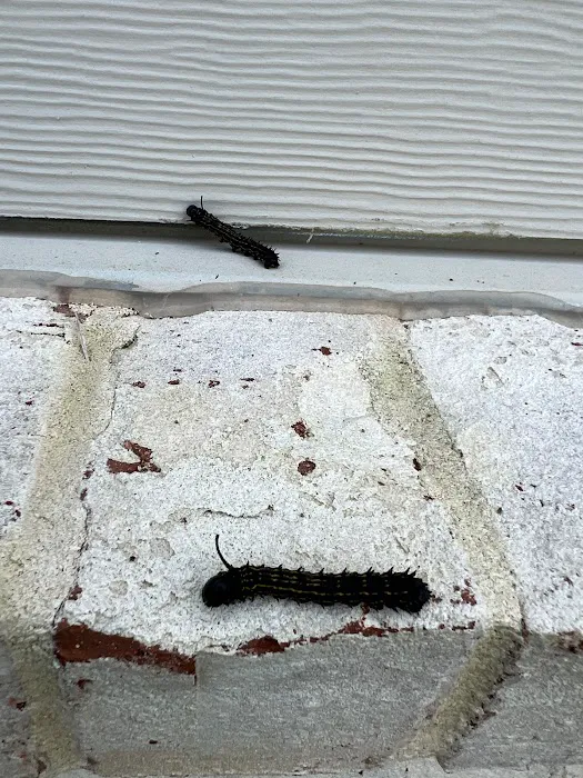 No Pest Co Picture 4