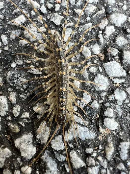 No Pest Co Picture 1