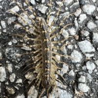 No Pest Co ico