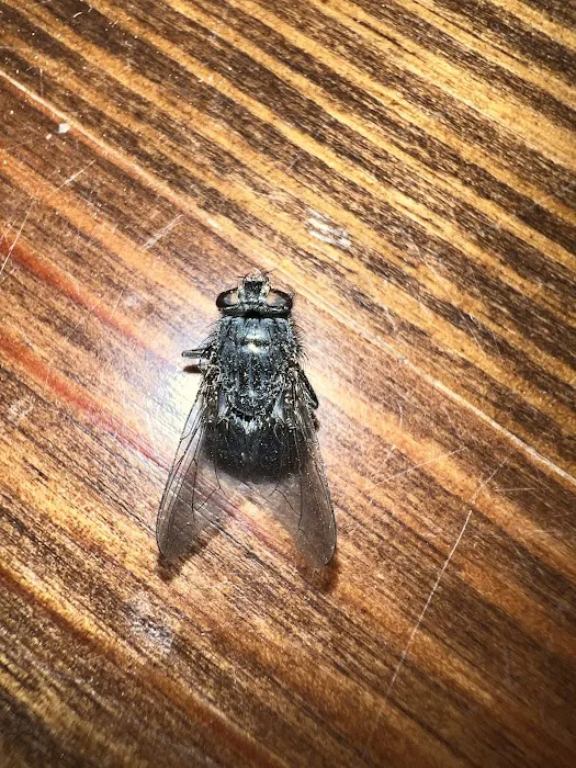 No Pest Co Picture 8