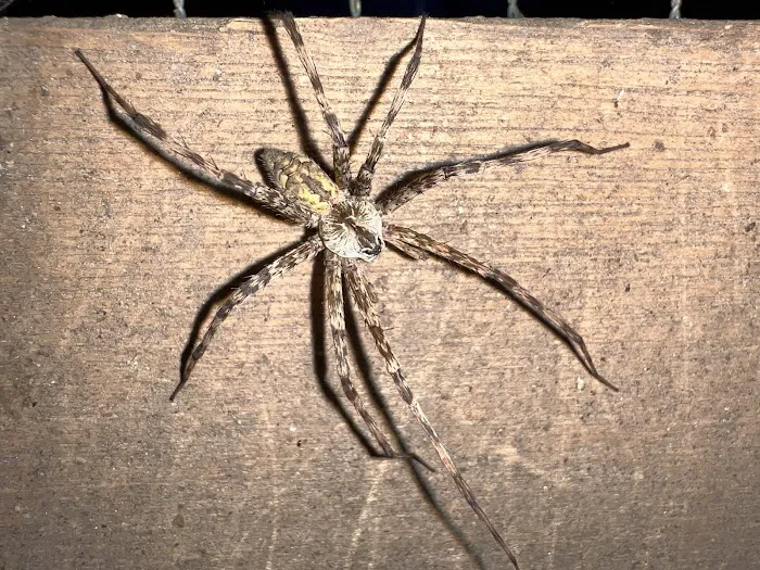 No Pest Co Picture 5