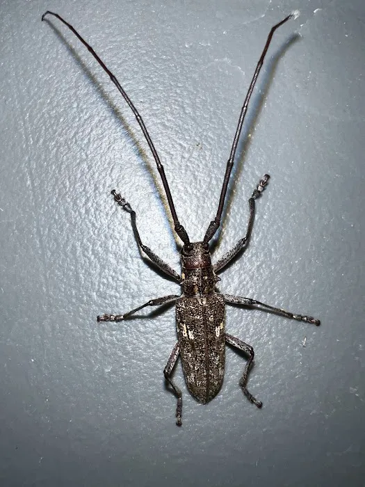 No Pest Co Picture 2