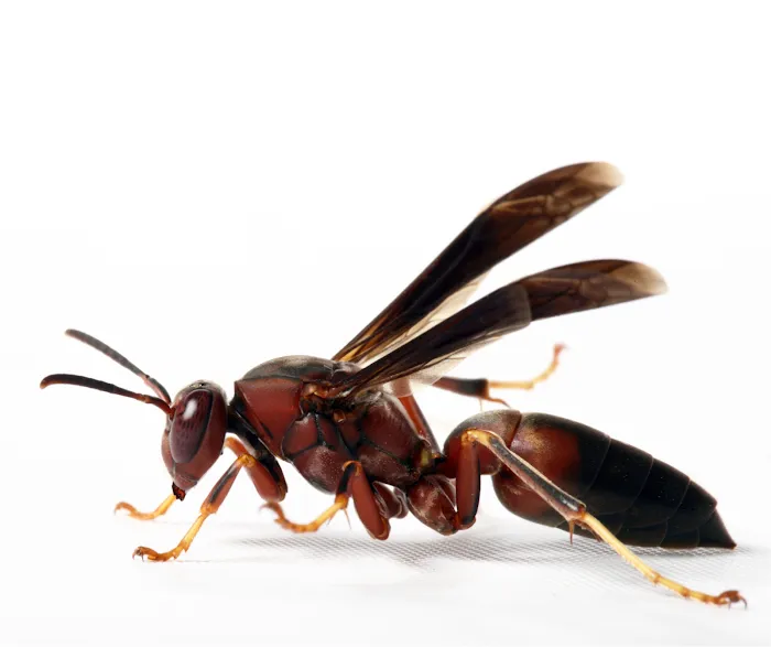 Duncan Exterminating Picture 2