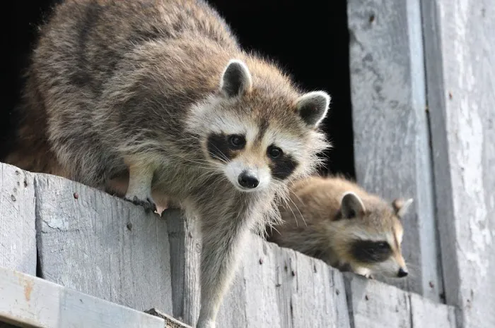 North GA Wildlife Picture 3