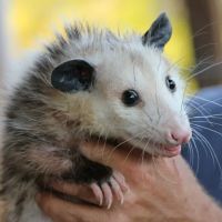 North GA Wildlife ico