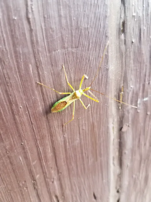 Athens Exterminating Picture 2