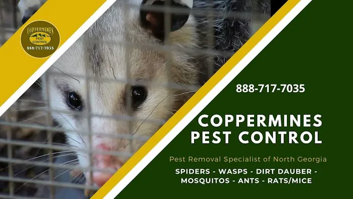 Coppermines Pest Control Picture 1