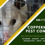 Coppermines Pest Control