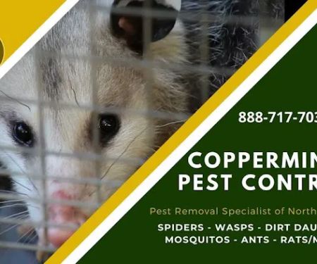 Coppermines Pest Control