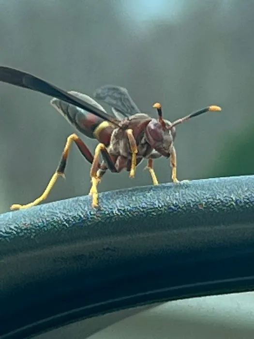 Accord Termite and Pest Control Picture 4