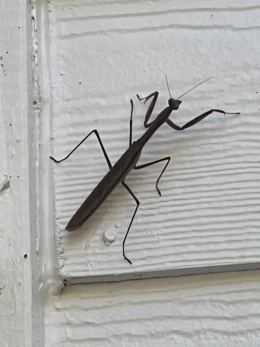 Accord Termite and Pest Control Picture 8