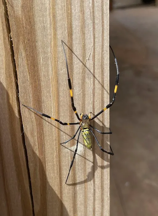 Accord Termite and Pest Control Picture 9