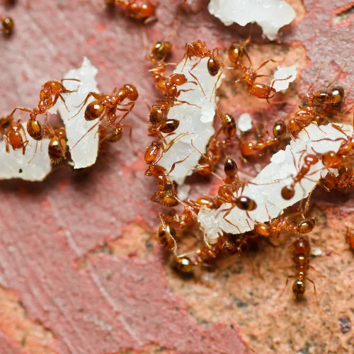 Combs Pest Control Picture 8